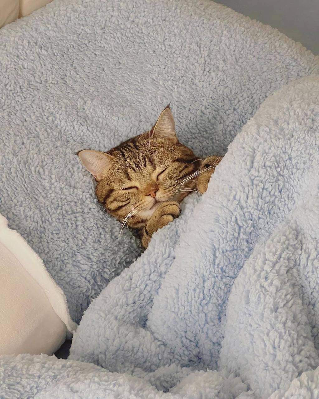 Dijital Hasta Yatış Takibi: Veteriner Kliniklerinde Yeni Dönem