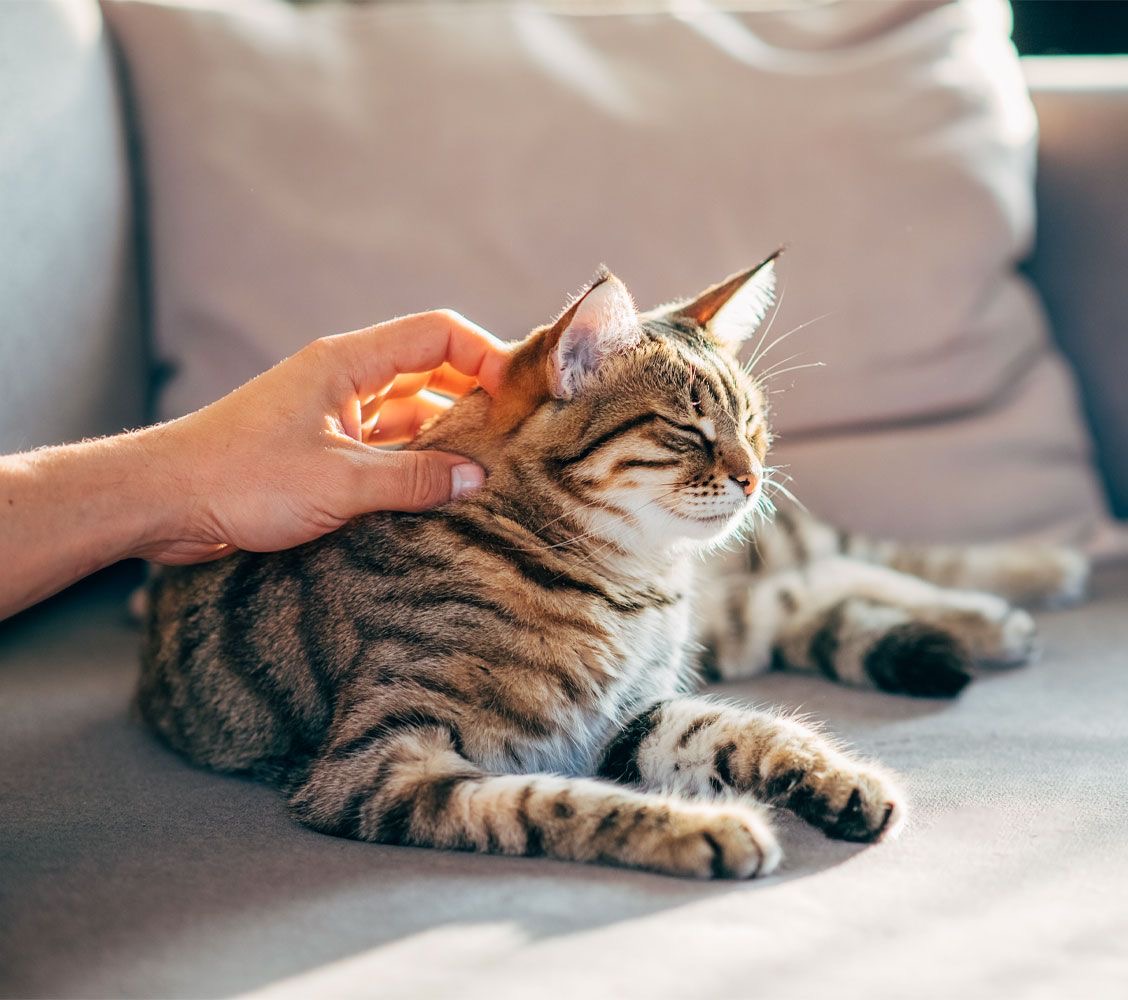 Kedilerde Akne Nedir? Belirtileri, Nedenleri ve Tedavi Yaklaşımı